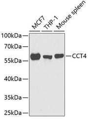 CCT4 Rabbit pAb