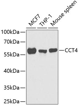 CCT4 Rabbit pAb