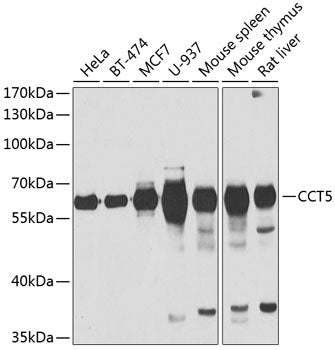 CCT5 Rabbit pAb