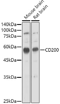 CD200 Rabbit pAb