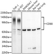 CD68 Rabbit pAb