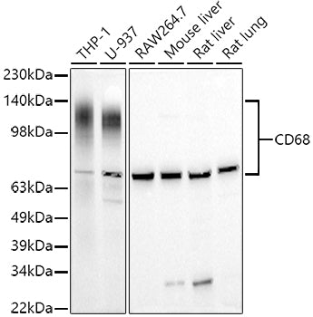 CD68 Rabbit pAb