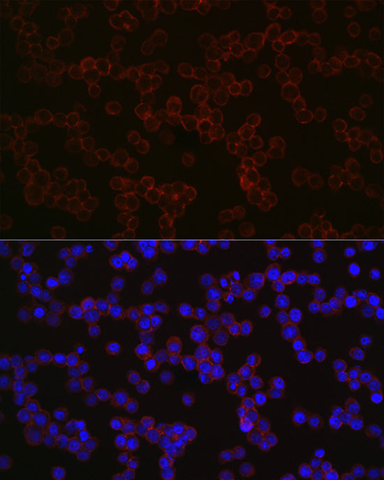 CD68 Rabbit pAb