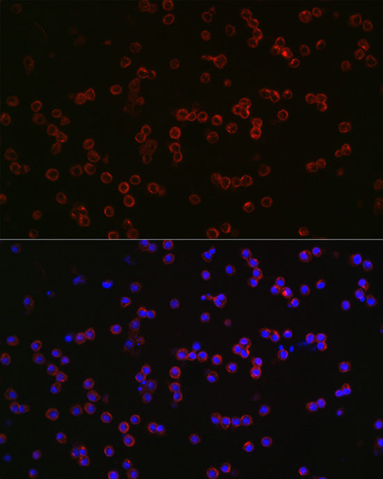 CD68 Rabbit pAb
