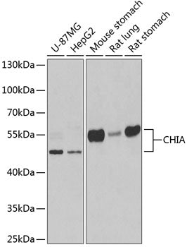 CHIA Rabbit pAb