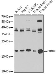 [KO Validated] CIRBP Rabbit pAb