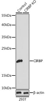 [KO Validated] CIRBP Rabbit pAb