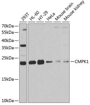 CMPK1 Rabbit pAb
