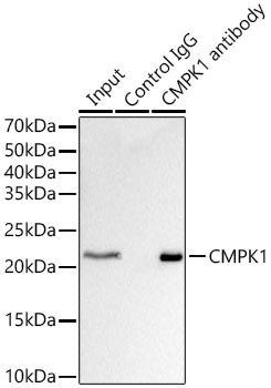 CMPK1 Rabbit pAb
