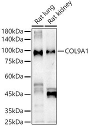 COL9A1 Rabbit pAb