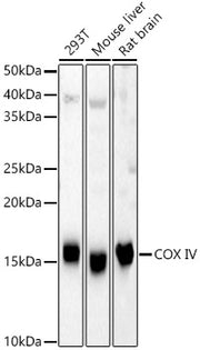 COX IV Rabbit pAb