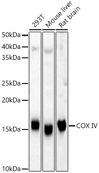 COX IV Rabbit pAb
