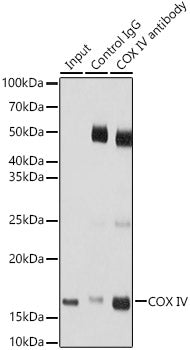 COX IV Rabbit pAb