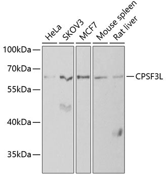 CPSF3L Rabbit pAb
