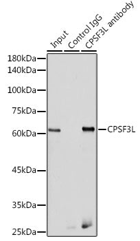 CPSF3L Rabbit pAb