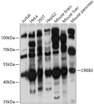 CREB3 Rabbit pAb