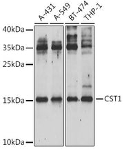 CST1 Rabbit pAb