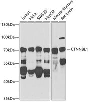 CTNNBL1 Rabbit pAb