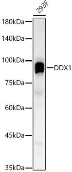 DDX1 Rabbit pAb