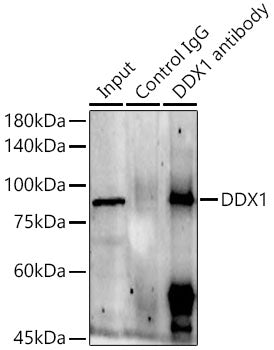 DDX1 Rabbit pAb