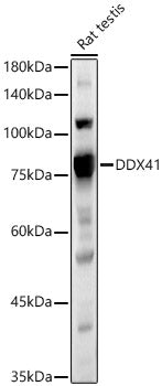 DDX41 Rabbit pAb