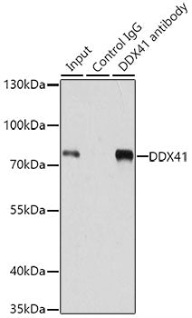 DDX41 Rabbit pAb