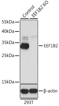 [KO Validated] EEF1B2 Rabbit pAb