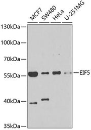 EIF5 Rabbit pAb