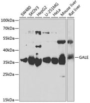 GALE Rabbit pAb