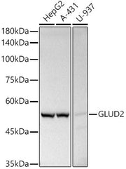 GLUD2 Rabbit pAb