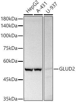 GLUD2 Rabbit pAb
