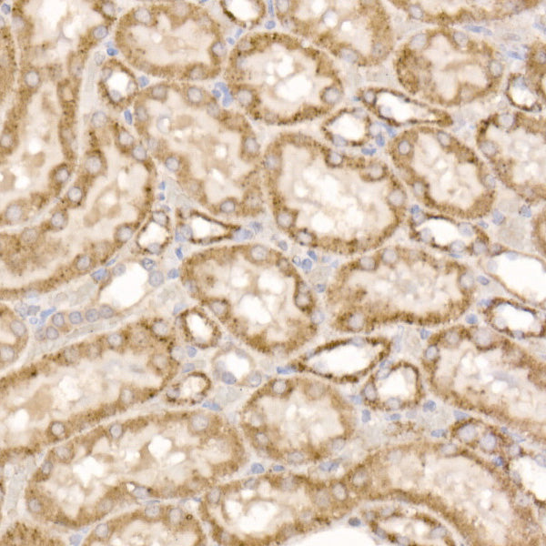 GLUD2 Rabbit pAb