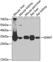 GNMT Rabbit pAb