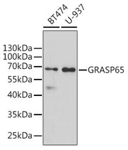 GRASP65 Rabbit pAb