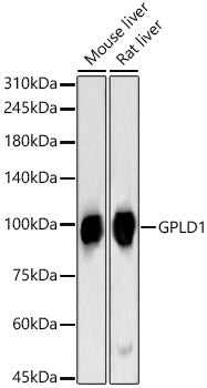 GPLD1 Rabbit pAb