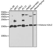[KO Validated] Histone H2A.Z Rabbit pAb