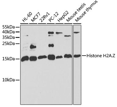 [KO Validated] Histone H2A.Z Rabbit pAb
