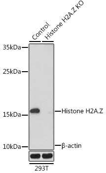 [KO Validated] Histone H2A.Z Rabbit pAb