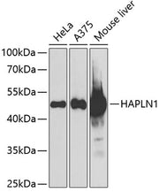 HAPLN1 Rabbit pAb