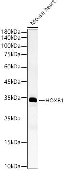 HOXB1 Rabbit pAb