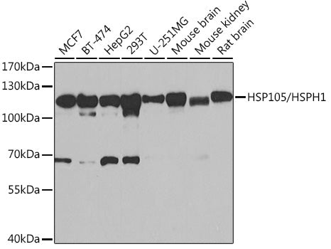 HSP105/HSPH1 Rabbit pAb