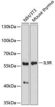 IL9R Rabbit pAb