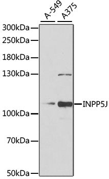 INPP5J Rabbit pAb