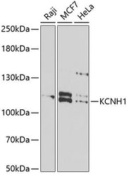 KCNH1 Rabbit pAb