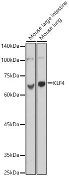 KLF4 Rabbit pAb