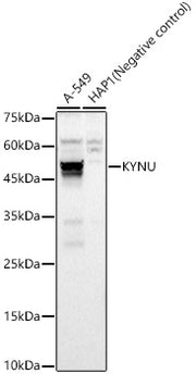 KYNU Rabbit pAb