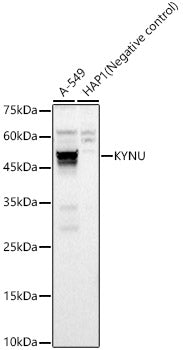 KYNU Rabbit pAb