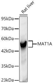 MAT1A Rabbit pAb