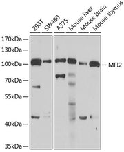 MFI2 Rabbit pAb