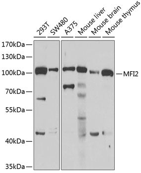 MFI2 Rabbit pAb